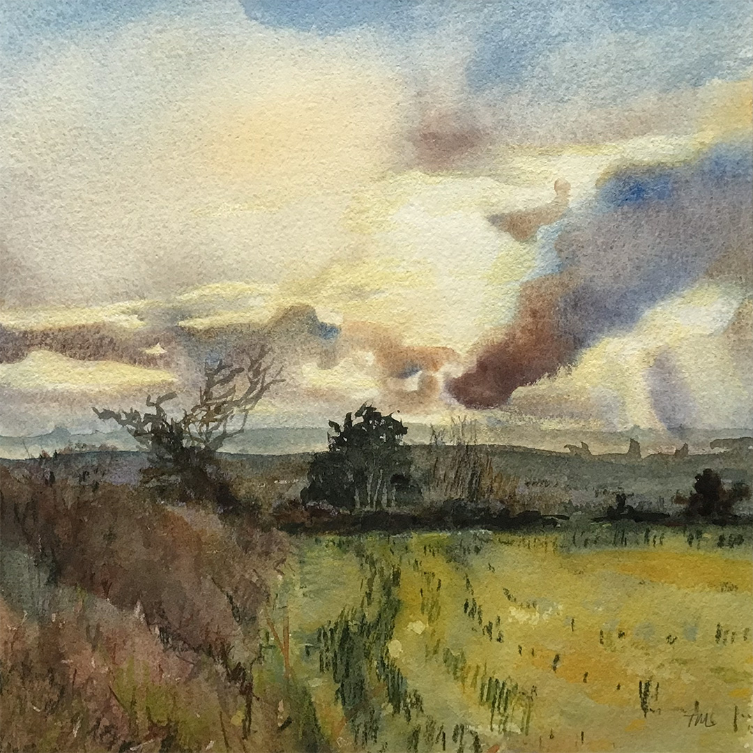 The edge of a daffodil field in Cornwall in Spring